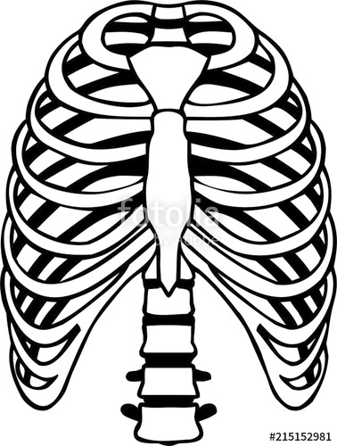 Rib Cage Vector at Vectorified.com | Collection of Rib Cage Vector free ...