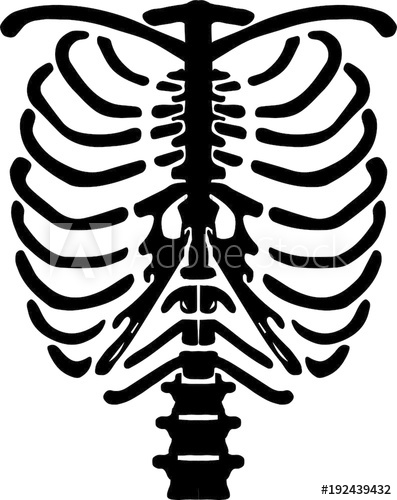 Rib Cage Vector at Vectorified.com | Collection of Rib Cage Vector free ...