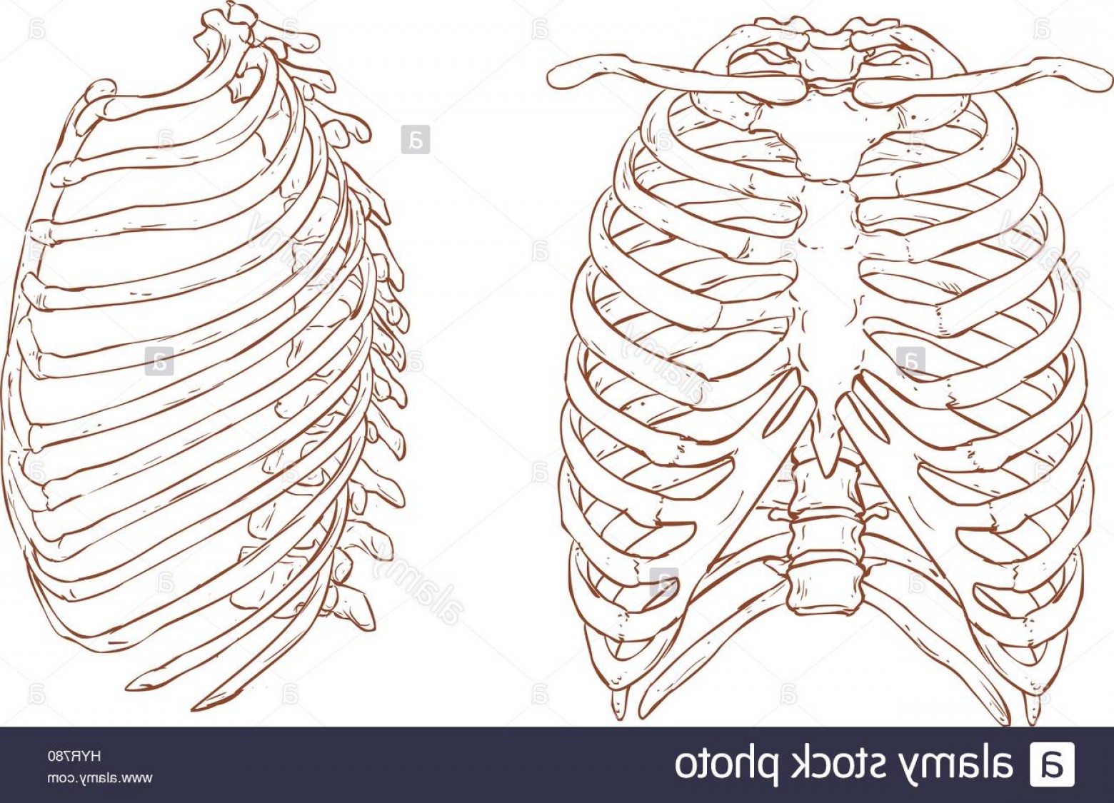 Rib Cage Vector at Vectorified.com | Collection of Rib Cage Vector free ...