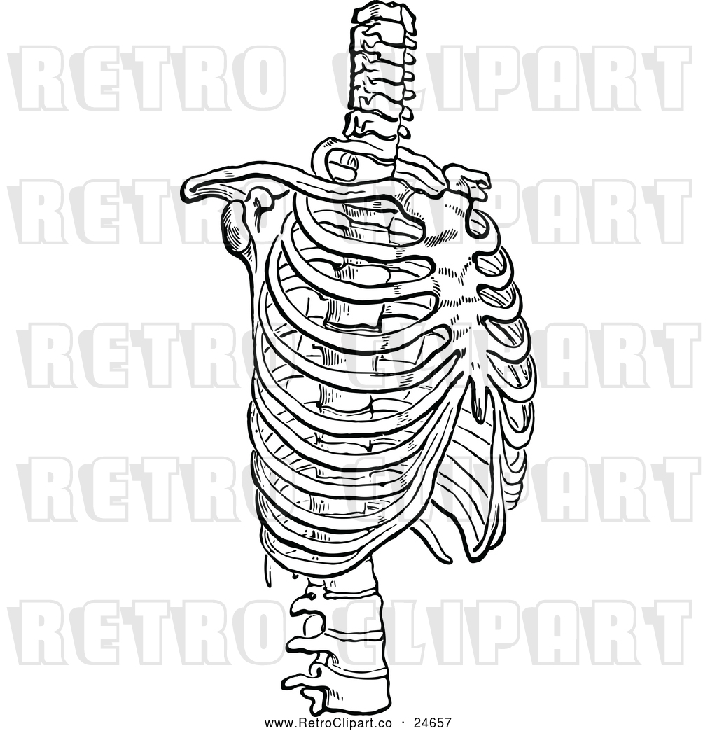 1024x1044 Vector Clip Art Of A Retro Human Rib Cage