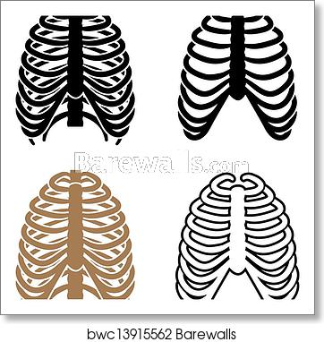 362x382 Vector Human Rib Cage Symbols, Art Print Barewalls Posters