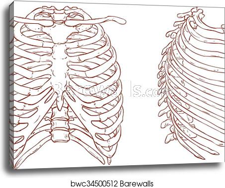 Rib Cage Vector at Vectorified.com | Collection of Rib Cage Vector free ...