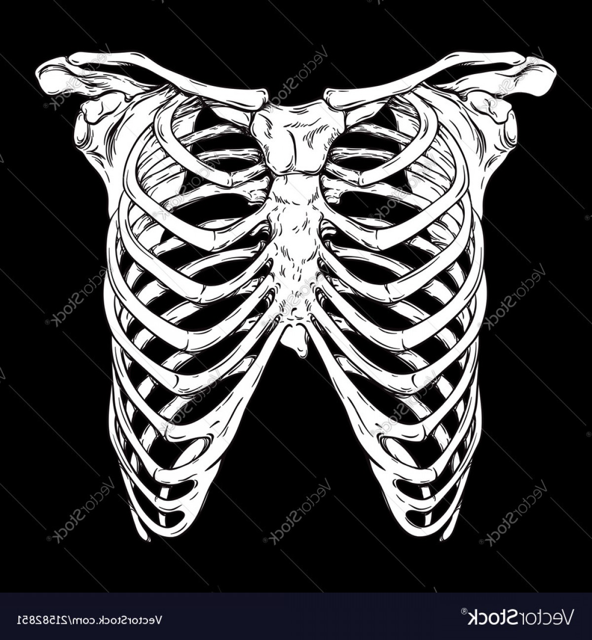 1200x1296 Human Ribcage Hand Drawn Line Art Print Vector Cqrecords
