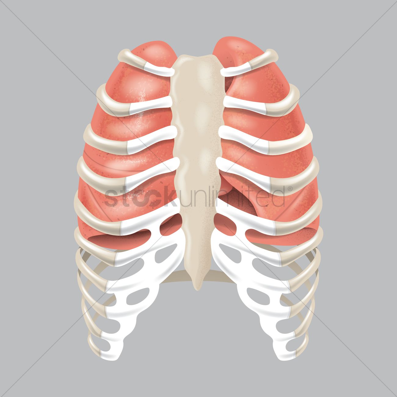 1300x1300 Human Lungs In Rib Cage Vector Image