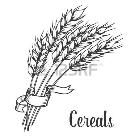 Stock Vector Hops And Barley Wheat Drawing, Wheat Tattoo 450x450 Stock Vector Hops And Barley Wheat Drawing, Wheat Tattoo