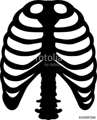 Ribs Vector at Vectorified.com | Collection of Ribs Vector free for ...