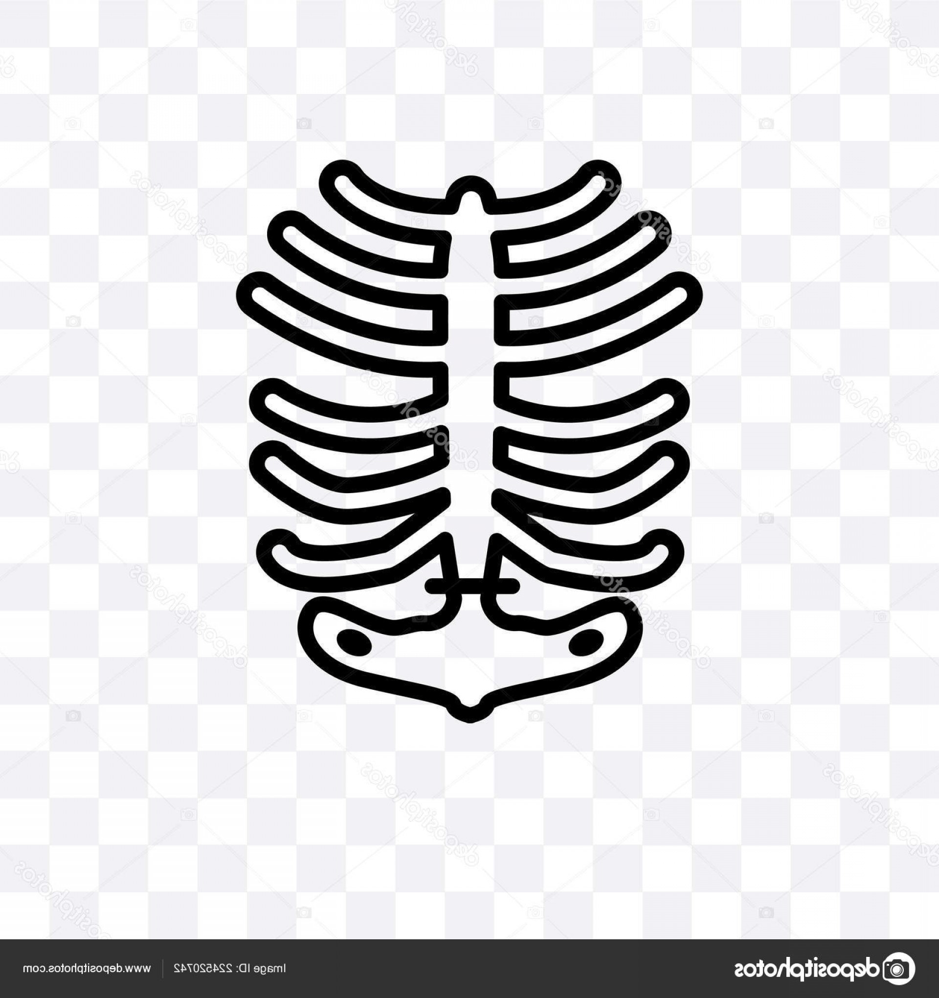 1920x2040 Stock Illustration Human Ribs Vector Linear Icon Cqrecords
