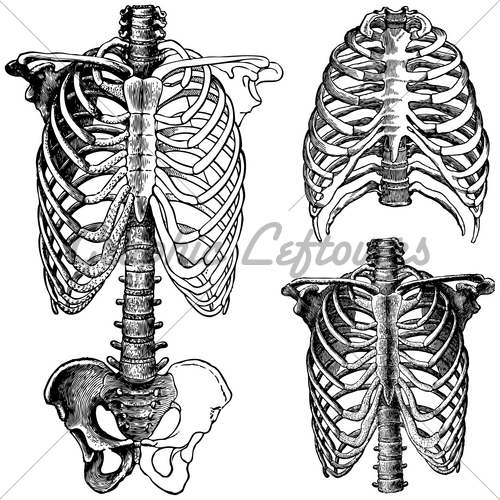 500x500 Vector Ribs Set Gl Stock Images