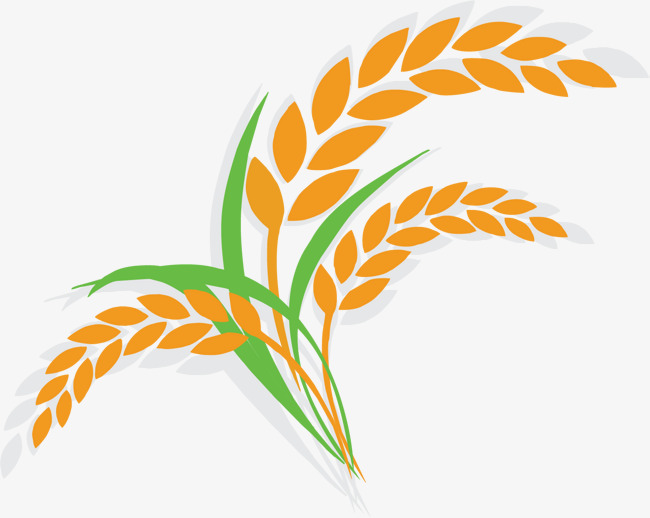 650x518 Rice Grain Clipart Png
