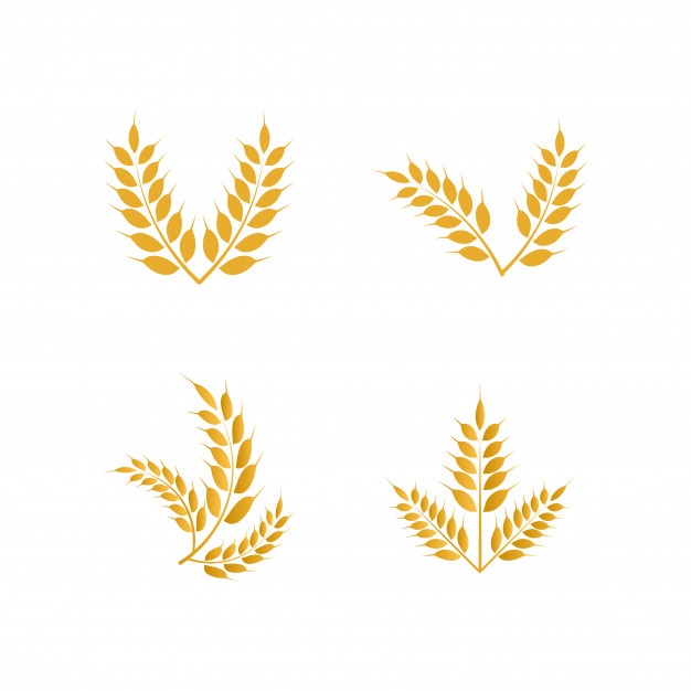 626x626 Rice Grains Vectors, Photos And Free Download