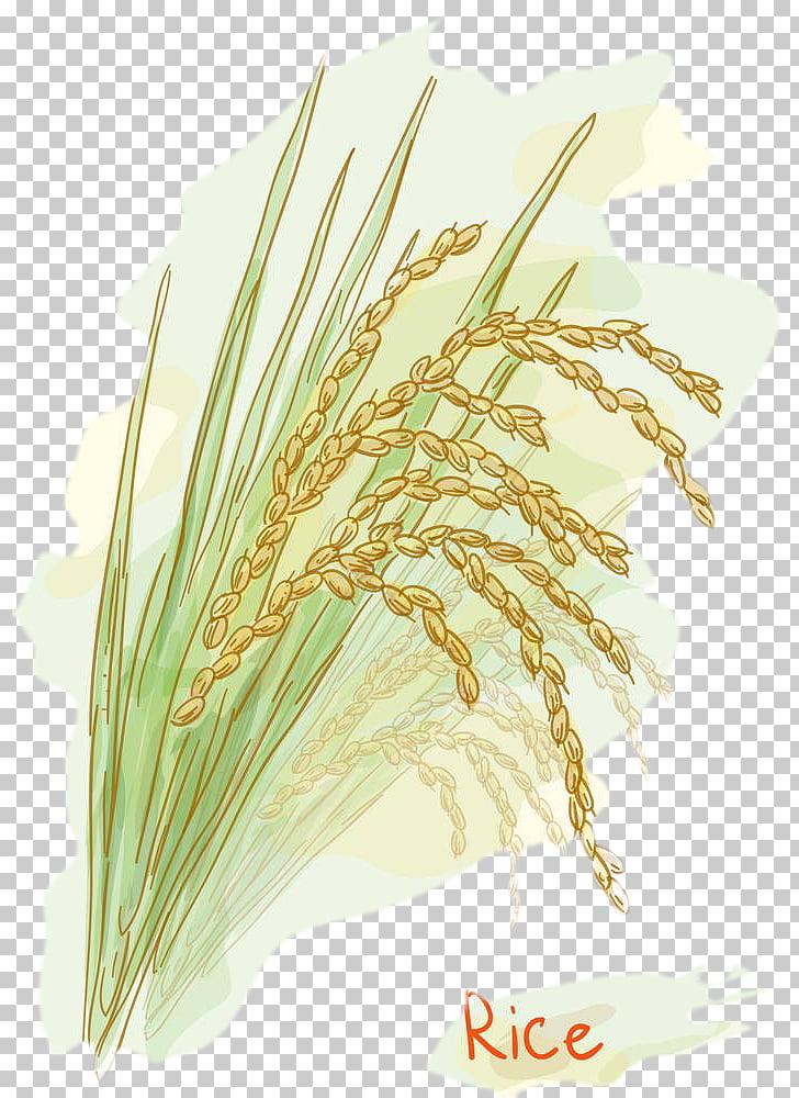 728x1000 Rice Stock Photography Watercolor Painting Rice Seed Rice