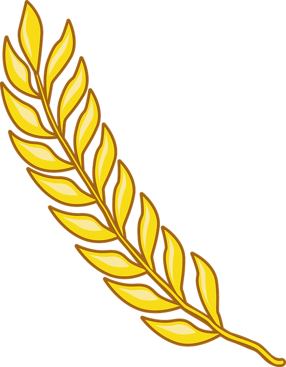 562x720 Rice Grain Vector Png Png Image