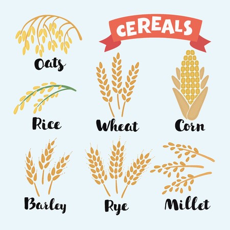 450x450 Vector Illustration Of Cereal Grains With Inking And Lettering
