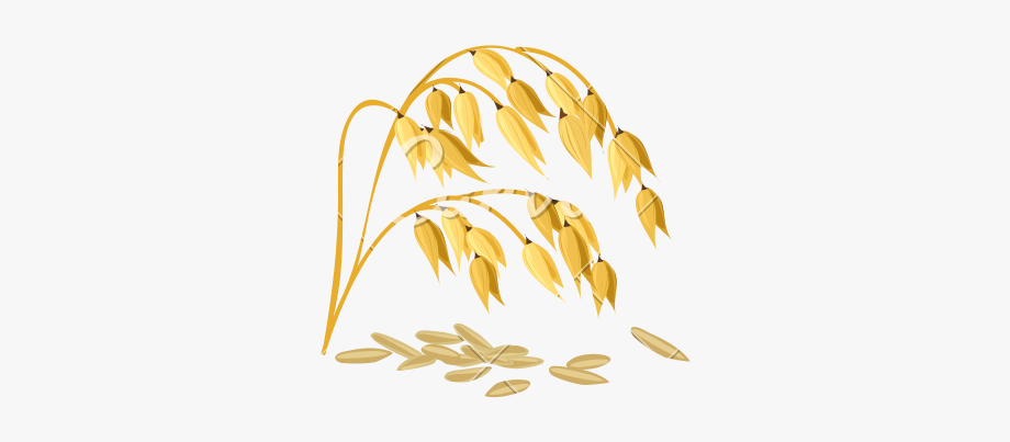 920x403 Wheat Grain Vector
