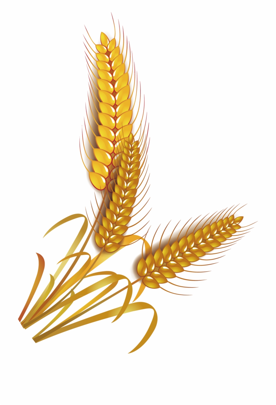 Rice Grain Vector at Vectorified.com | Collection of Rice Grain Vector ...