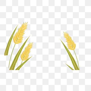 360x360 Grain Rice Png, Vector, And Clipart With Transparent