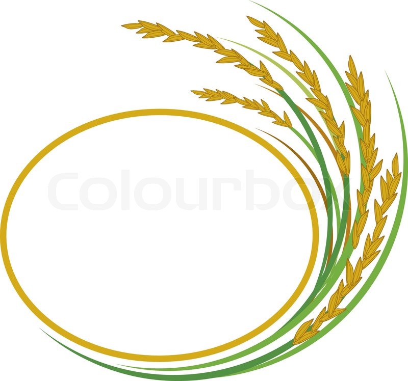 800x748 Rice Design On White Background Stock Vector Colourbox