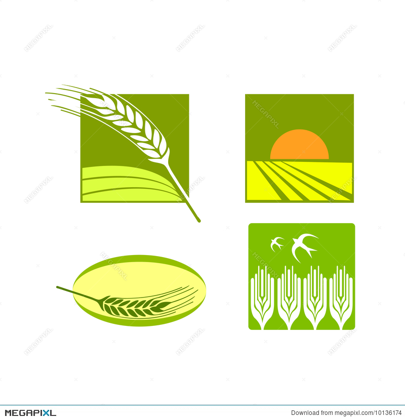 800x830 Wheat Food Rice Logo Vector Illustration
