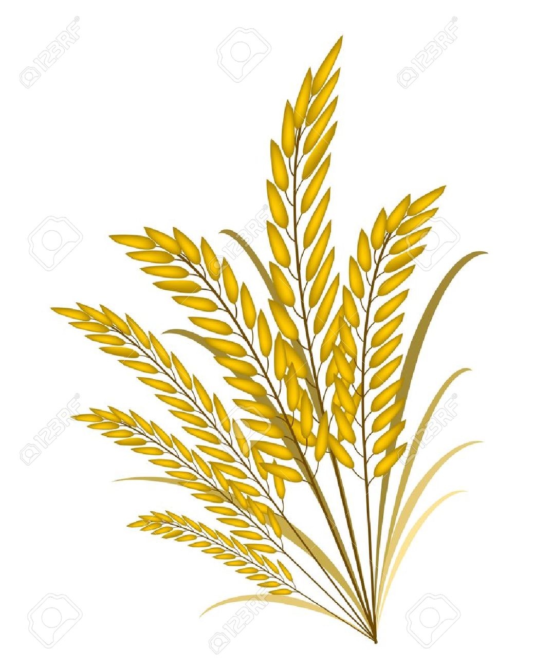 1039x1300 Rice Plant Clipart Black And White