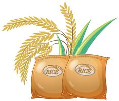 235x200 Rice Plant Free Vector Art