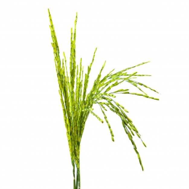 626x626 Rice Plant Vectors, Photos And Free Download