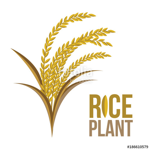 500x500 Rice Plant On White Backgroundvector, Illustration Stock Image