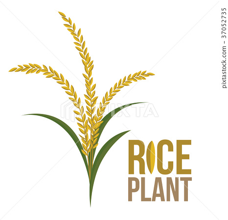 466x450 Rice Plant On White Backgroundvector