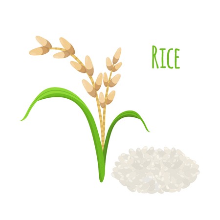 450x450 Rice Plant, Vegetarian Food Green Harvest, Oryza Wheat Raw Rice