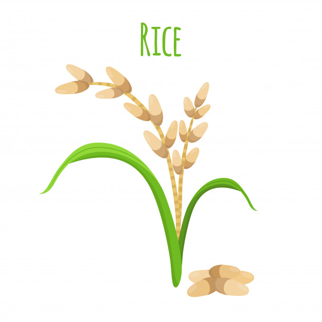 626x626 Rice Plant Vector Premium Download