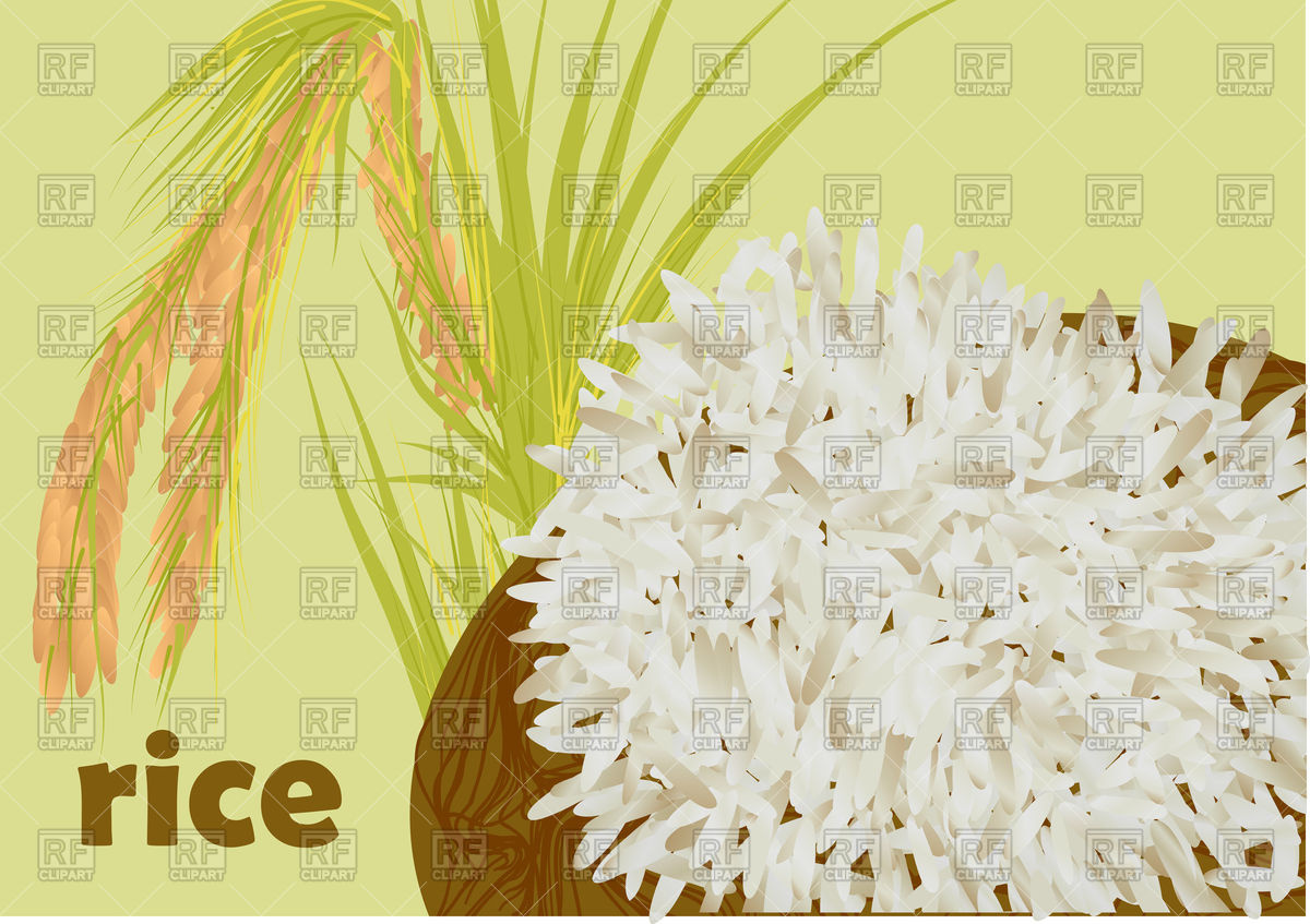 1200x847 Rice Plant And Boiled Rise On Dark Plate Vector Image Of Food