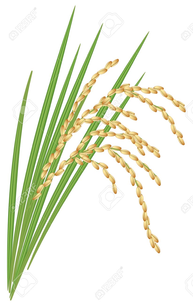 823x1300 Rice Plant Clipart Free Cliparts Download Images