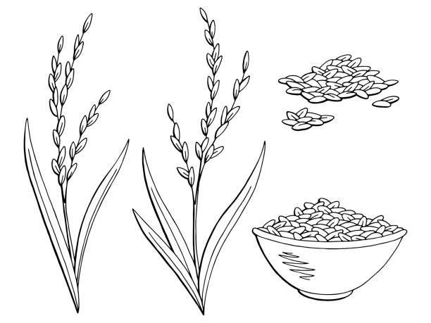 612x459 Rice Plant Graphic Black White Isolated Sketch Illustration Vector
