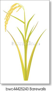218x382 Rice Plant Vector Design, Art Print Barewalls Posters Prints