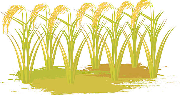 612x323 Rice Plant Vector Design Clipart Station