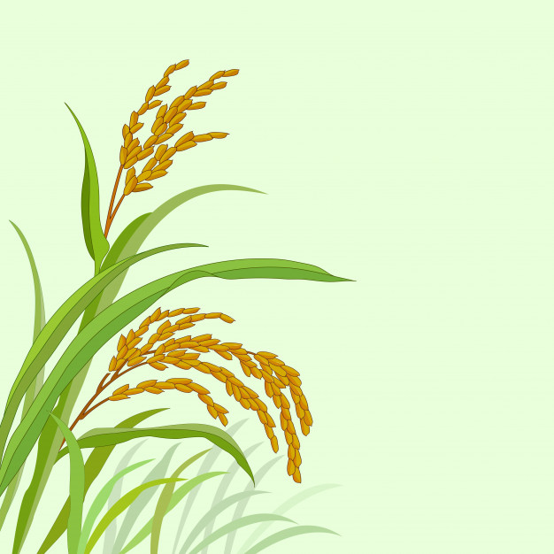 626x626 Rice Plant With Paddy Rice Vector Premium Download