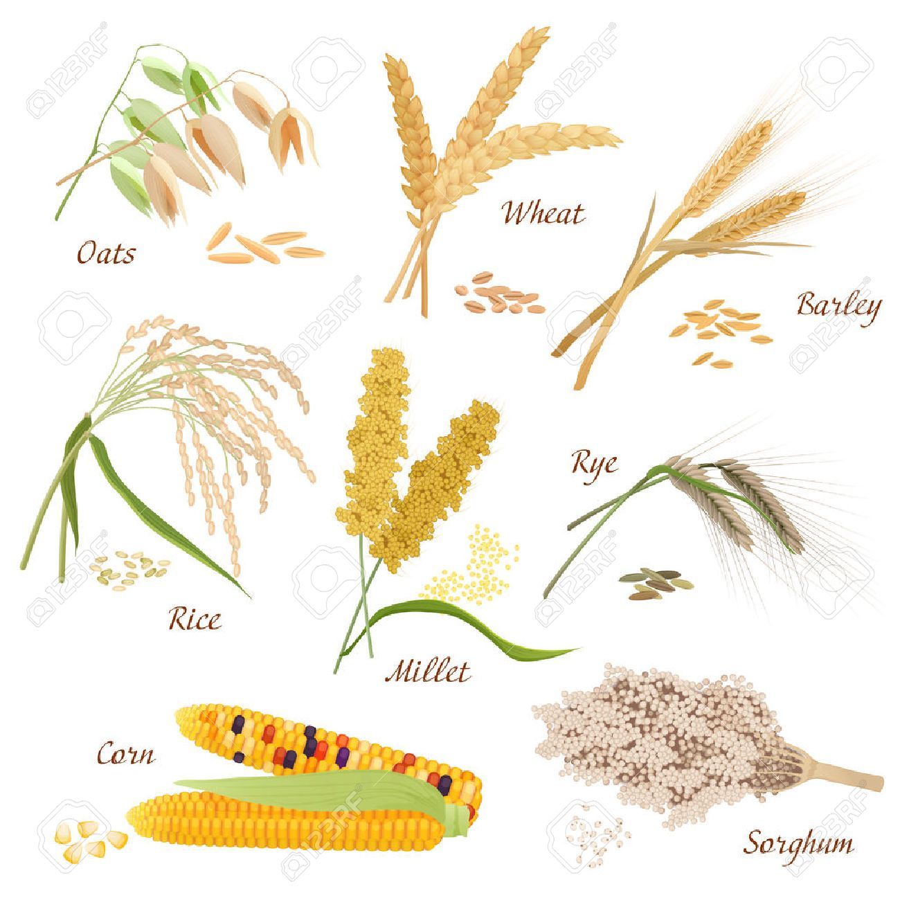 1300x1300 Stock Vector Sketches In Plant Vector, Rice Plant, Rye Plant
