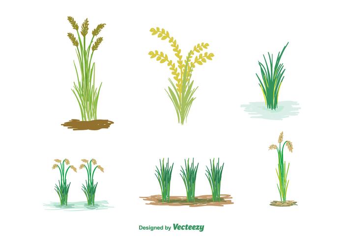 700x490 Free Rice Plant Vector