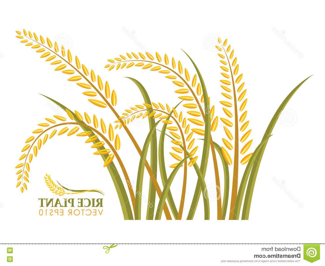 1300x1065 Top Rice Vector Design Design Free Vector Art, Images, Graphics