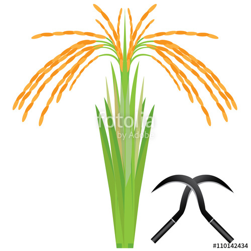 500x500 Rice Plant Vector Design Stock Image And Royalty Free Vector