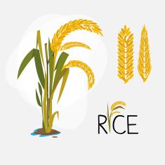 235x235 Rice Set Letter