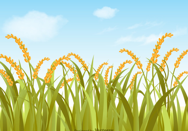 632x443 Free Vector Rice Field Illustration Free Vector Download