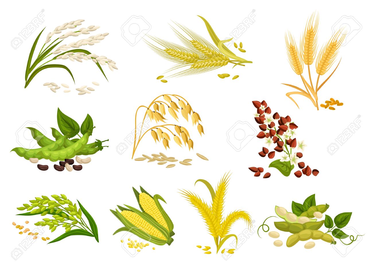 1300x919 Free Collection Of Cereal Clipart Rice Plant Download Transparent
