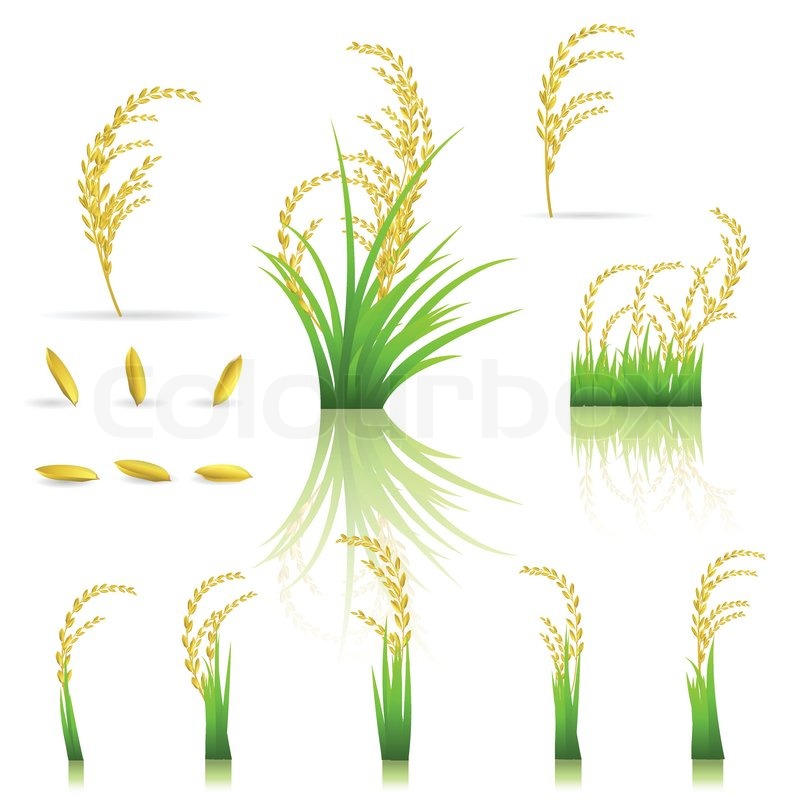800x800 Rice, Th Thailand, White, Stock Vector Colourbox