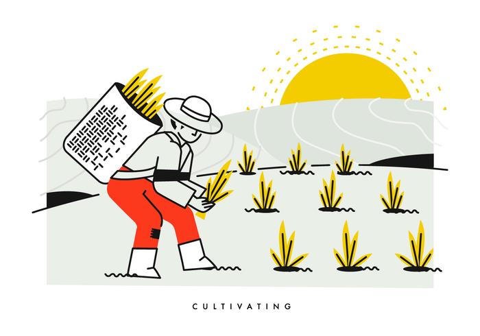 700x490 Peasant Cultivating And Planting Rice Vector Illustration Stock