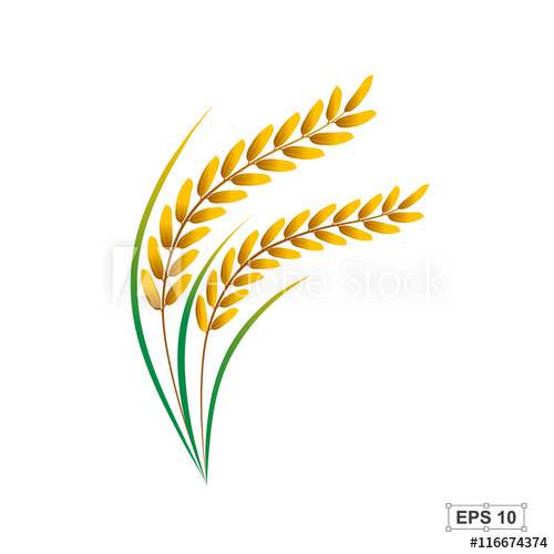 500x500 Rice,vector Illustration