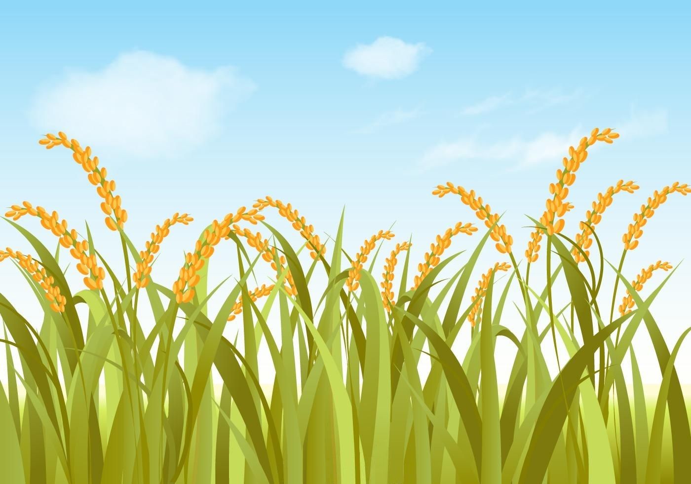1400x980 Rice Field Vector Designs