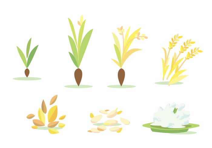 700x490 Rice Free Vector Art