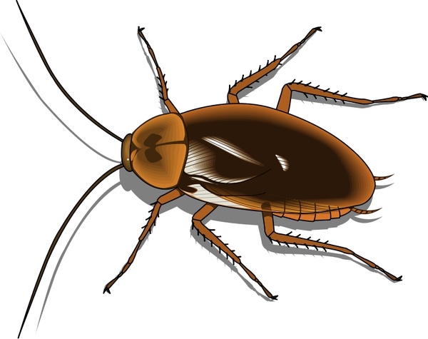 600x475 Cockroach Vector Free Vector Download