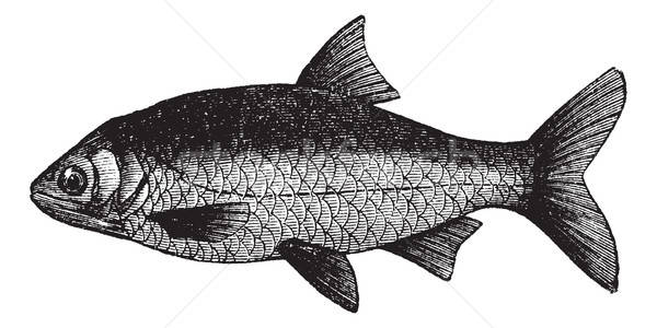 600x300 Roach Stock Vectors, Illustrations And Cliparts Stockfresh