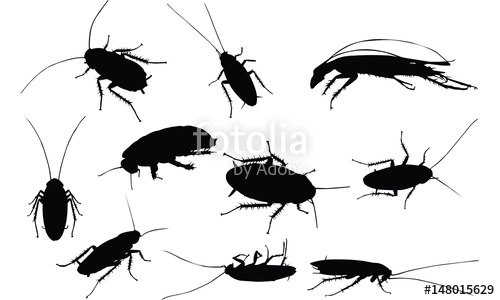 Roach Vector At Vectorified.com | Collection Of Roach Vector Free For ...